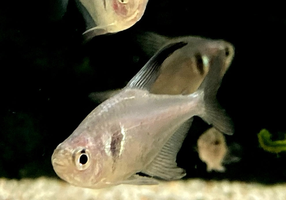 Schwarzer Phantomsalmler - Hyphessobrycon megalopterus aqua-teck