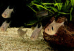 Schwarzer Phantomsalmler - Hyphessobrycon megalopterus aqua-teck