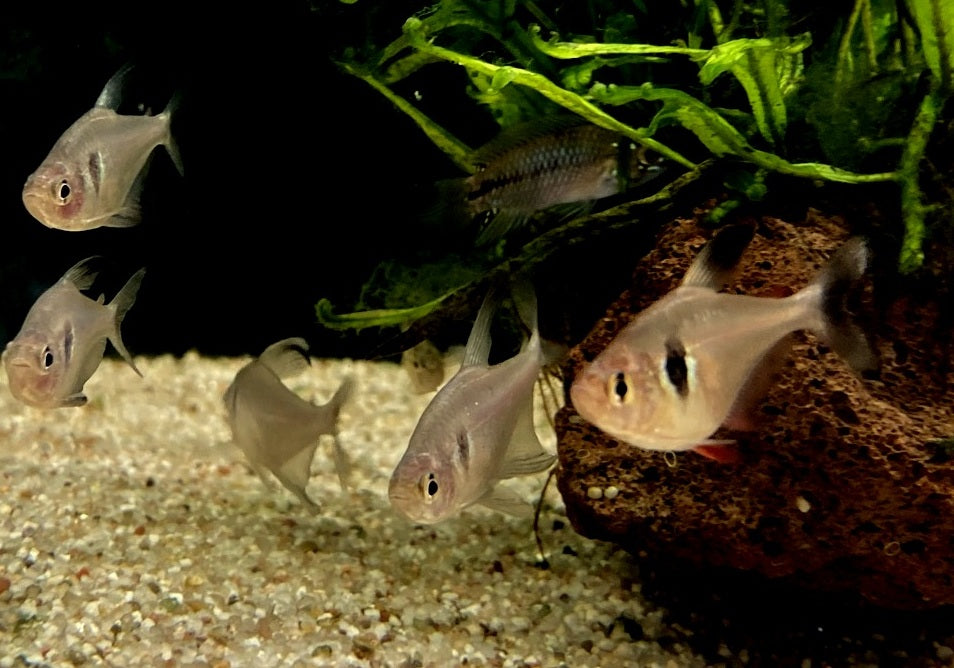 Schwarzer Phantomsalmler - Hyphessobrycon megalopterus aqua-teck