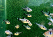 Schwarzer Phantomsalmler - Hyphessobrycon megalopterus aqua-teck