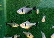 Schwarzer Phantomsalmler - Hyphessobrycon megalopterus aqua-teck