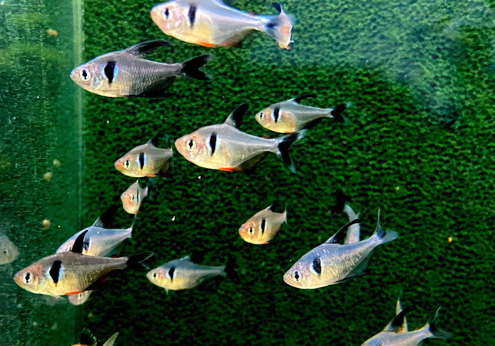 Schwarzer Phantomsalmler - Hyphessobrycon megalopterus aqua-teck