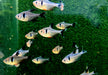 Schwarzer Phantomsalmler - Hyphessobrycon megalopterus aqua-teck
