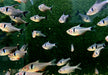 Schwarzer Phantomsalmler - Hyphessobrycon megalopterus aqua-teck