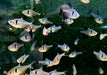 Schwarzer Phantomsalmler - Hyphessobrycon megalopterus aqua-teck