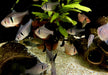 Schwarzer Phantomsalmler - Hyphessobrycon megalopterus aqua-teck