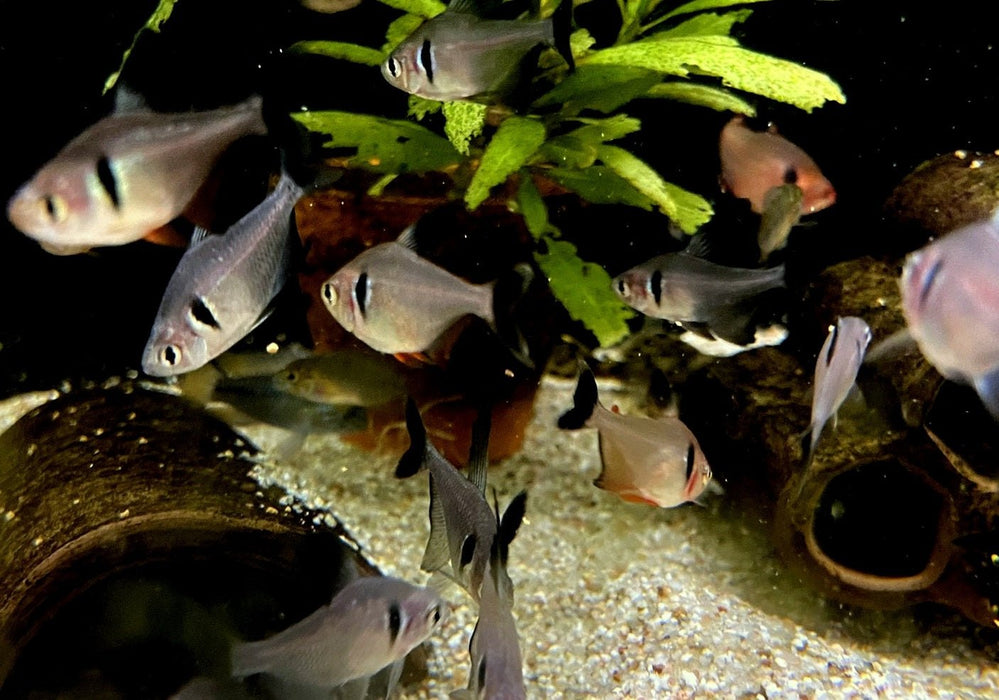 Schwarzer Phantomsalmler - Hyphessobrycon megalopterus aqua-teck