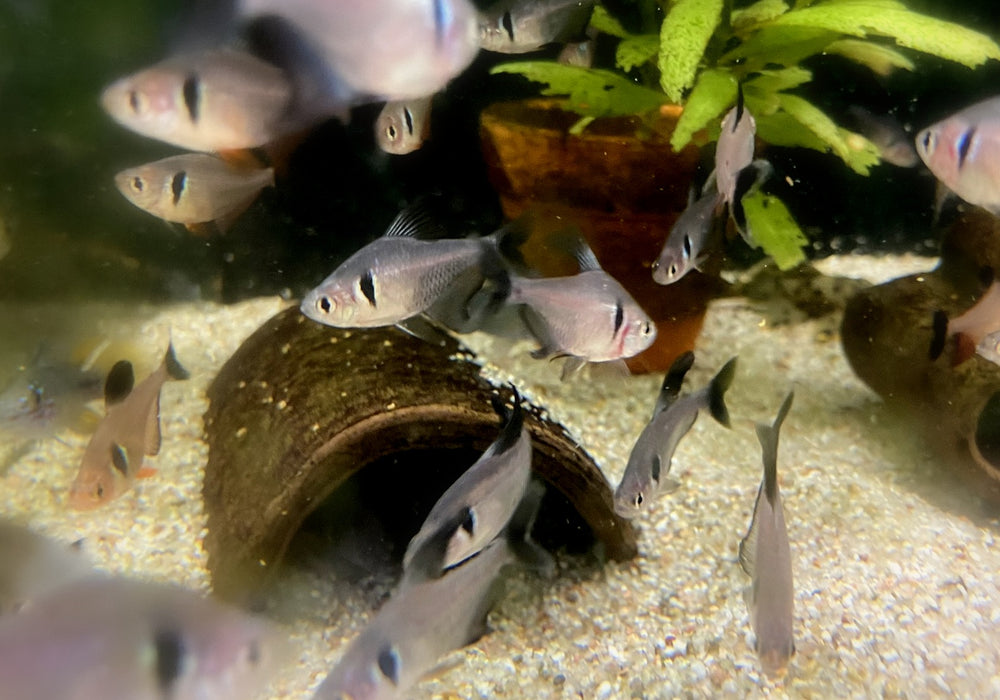 Schwarzer Phantomsalmler - Hyphessobrycon megalopterus aqua-teck