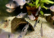 Schwarzer Phantomsalmler - Hyphessobrycon megalopterus aqua-teck