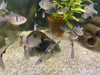 Schwarzer Phantomsalmler - Hyphessobrycon megalopterus aqua-teck