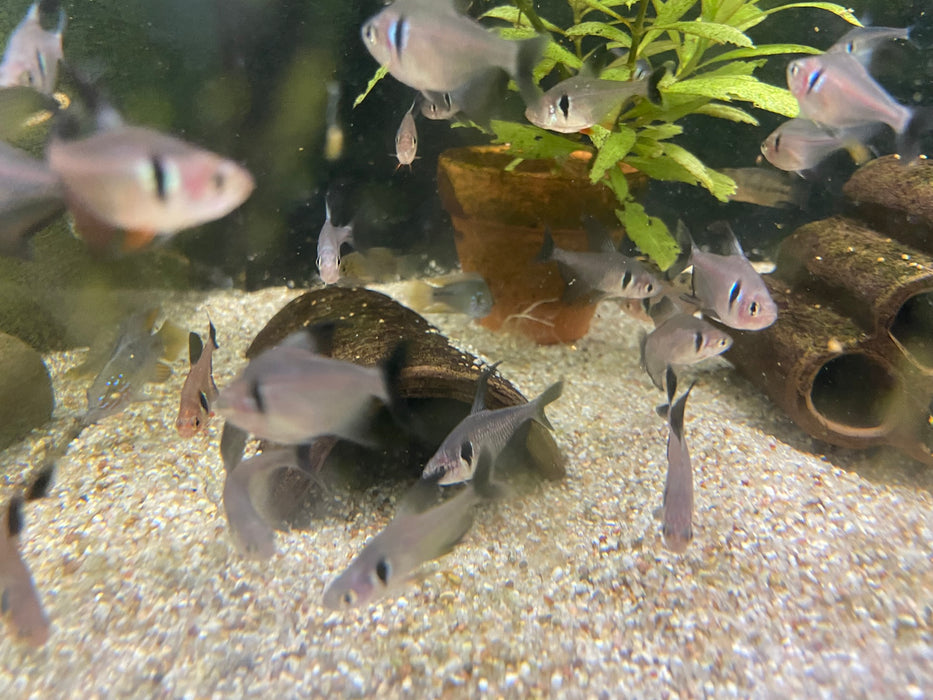 Schwarzer Phantomsalmler - Hyphessobrycon megalopterus aqua-teck