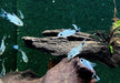 Sichelfleck-Zwergpanzerwels - Corydoras hastatus aqua-teck