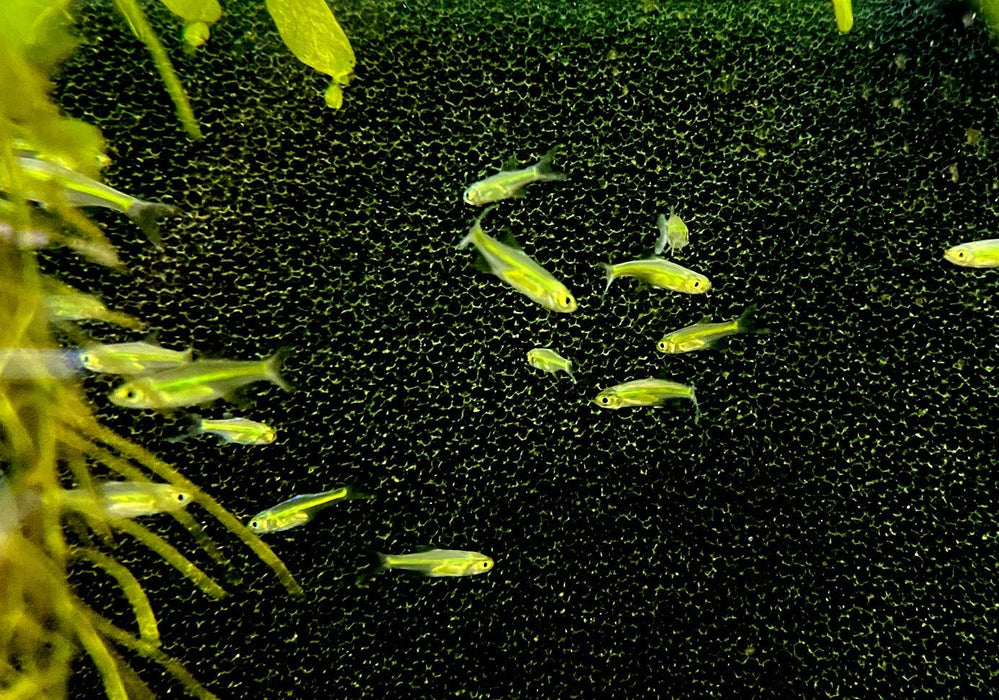 Smaragdbärbling - Microrasbora kubotai aqua-teck