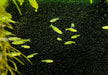 Smaragdbärbling - Microrasbora kubotai aqua-teck