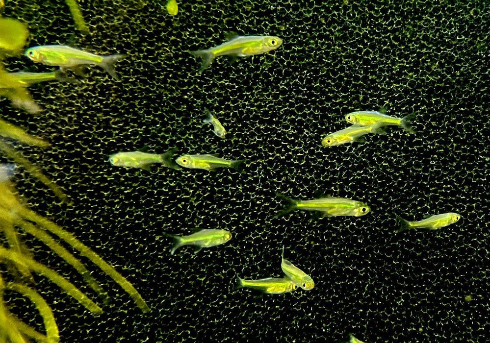Smaragdbärbling - Microrasbora kubotai aqua-teck