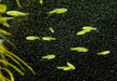 Smaragdbärbling - Microrasbora kubotai aqua-teck