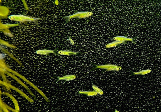 Smaragdbärbling - Microrasbora kubotai aqua-teck