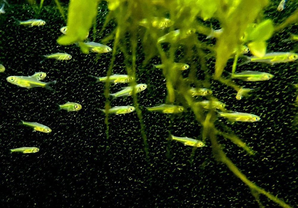 Smaragdbärbling - Microrasbora kubotai aqua-teck