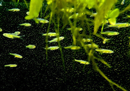 Smaragdbärbling - Microrasbora kubotai aqua-teck