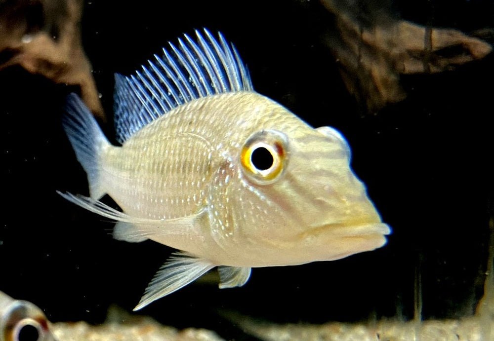 Teufelsangel L - Satanoperca jurupari aqua-teck