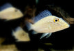 Teufelsangel L - Satanoperca jurupari aqua-teck