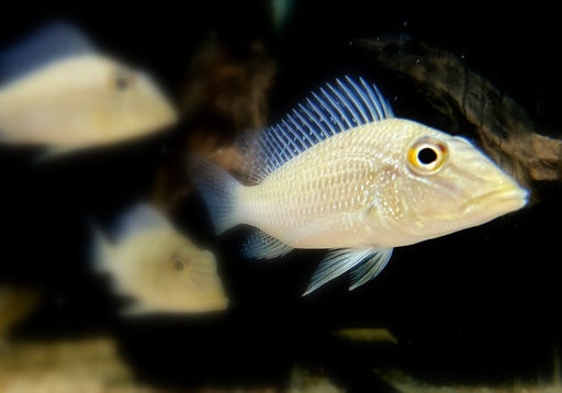 Teufelsangel L - Satanoperca jurupari aqua-teck