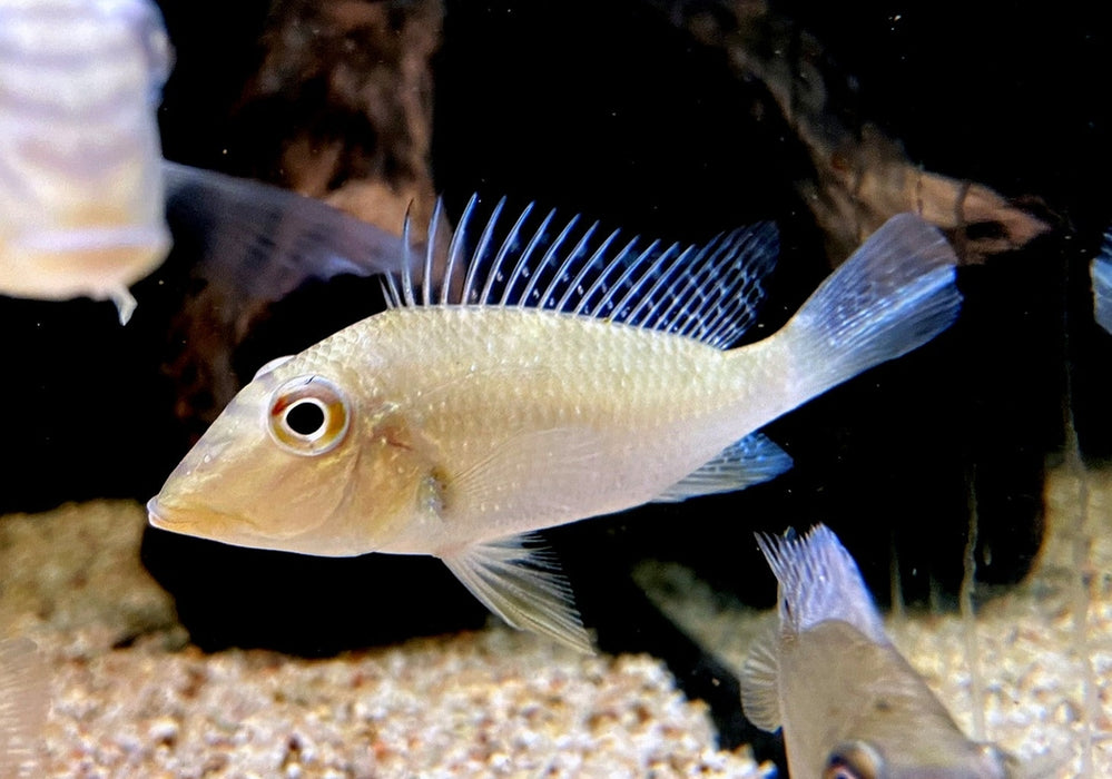 Teufelsangel L - Satanoperca jurupari aqua-teck