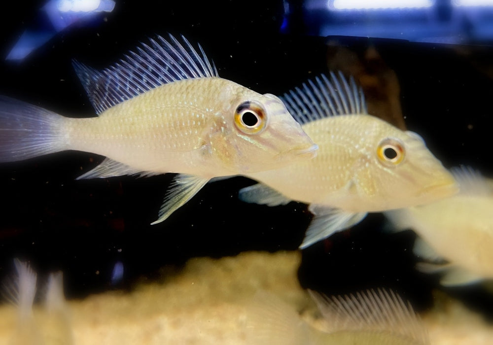 Teufelsangel L - Satanoperca jurupari aqua-teck