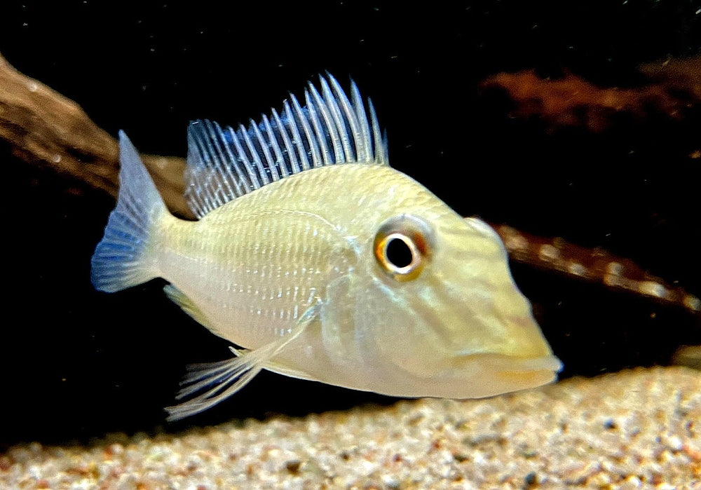 Teufelsangel L - Satanoperca jurupari aqua-teck