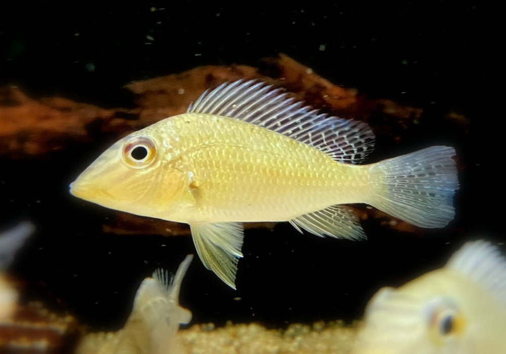 Teufelsangel L - Satanoperca jurupari aqua-teck