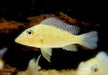 Teufelsangel L - Satanoperca jurupari aqua-teck