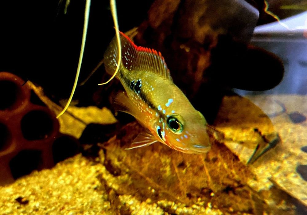 Elliot's Buntbarsch - Thorichthys ellioti aqua-teck