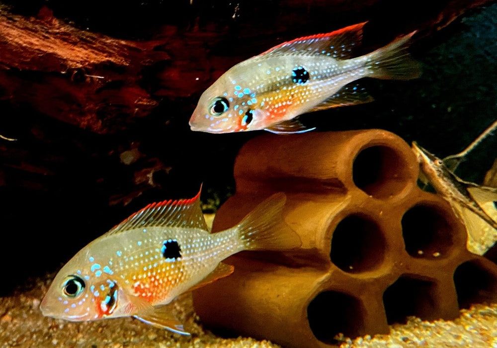 Elliot's Buntbarsch - Thorichthys ellioti aqua-teck