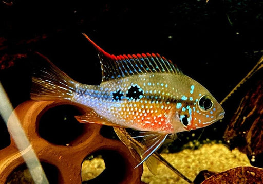 Elliot's Buntbarsch - Thorichthys ellioti aqua-teck