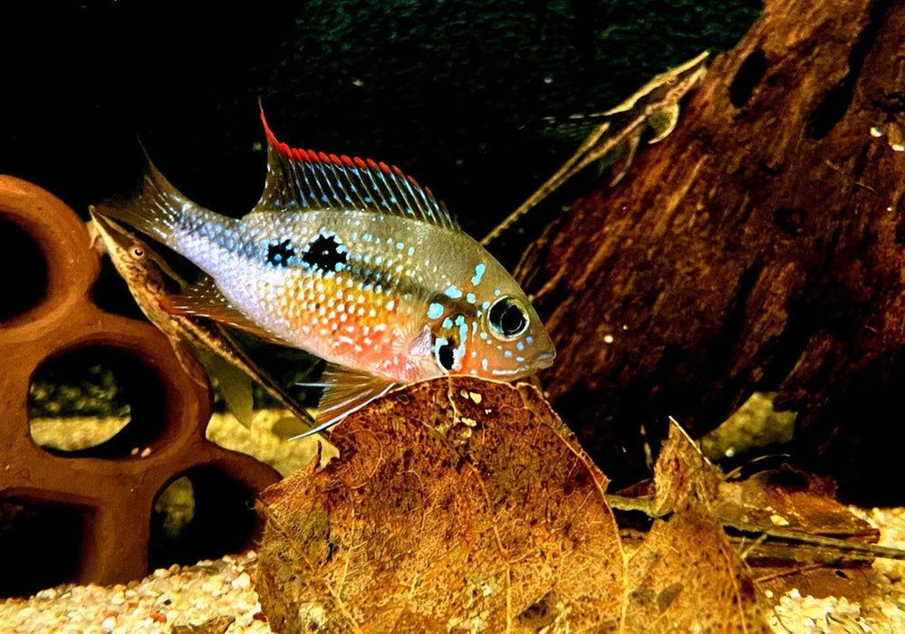 Elliot's Buntbarsch - Thorichthys ellioti aqua-teck