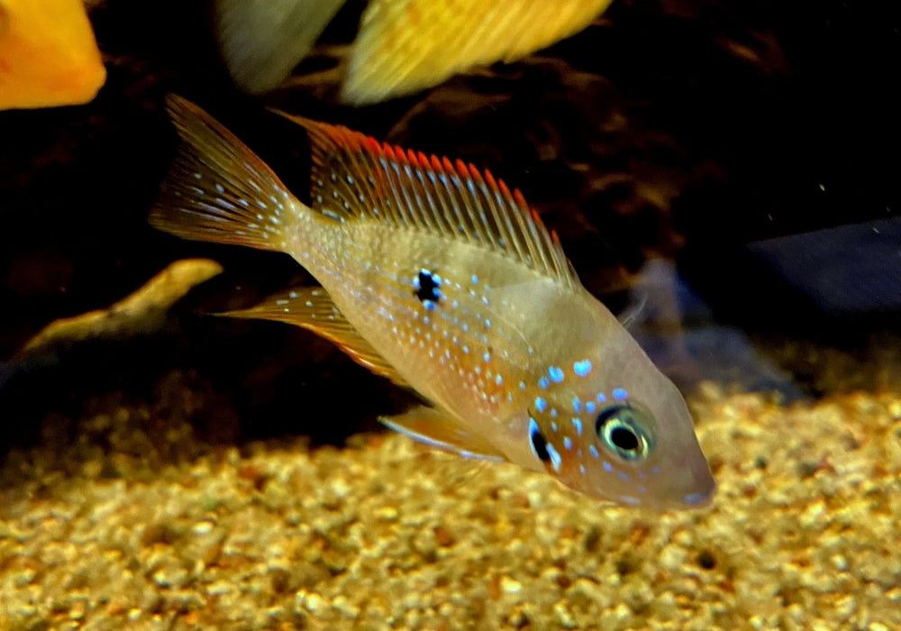 Elliot's Buntbarsch - Thorichthys ellioti aqua-teck