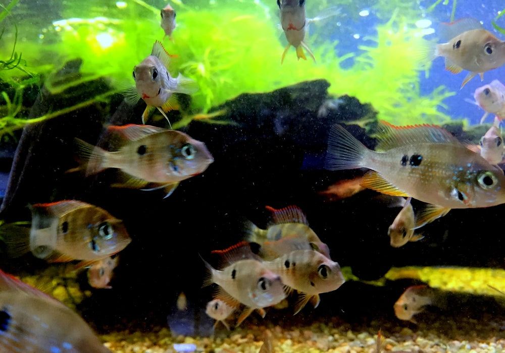 Elliot's Buntbarsch - Thorichthys ellioti aqua-teck