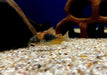 Venezuelapanzerwels 'orange' - Osteogaster Corydoras venezuelanus aqua-teck
