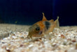 Venezuelapanzerwels 'orange' - Osteogaster Corydoras venezuelanus aqua-teck