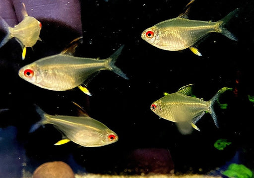 Zitronensalmler - Hyphessobrycon pulchripinnis aqua-teck