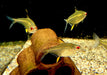 Zitronensalmler - Hyphessobrycon pulchripinnis aqua-teck