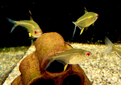 Zitronensalmler - Hyphessobrycon pulchripinnis aqua-teck