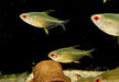 Zitronensalmler - Hyphessobrycon pulchripinnis aqua-teck