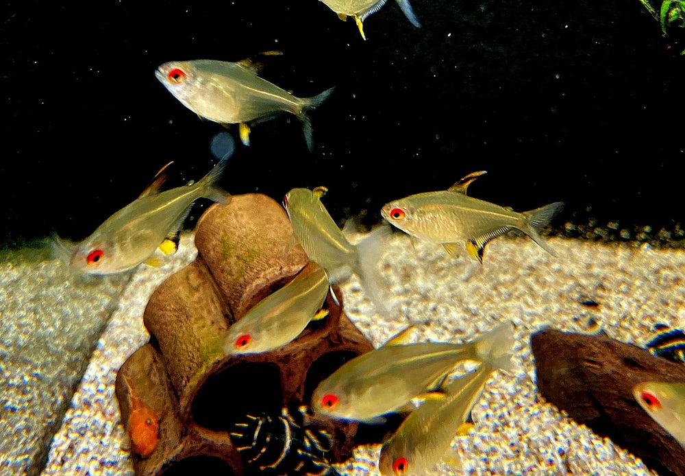 Zitronensalmler - Hyphessobrycon pulchripinnis aqua-teck