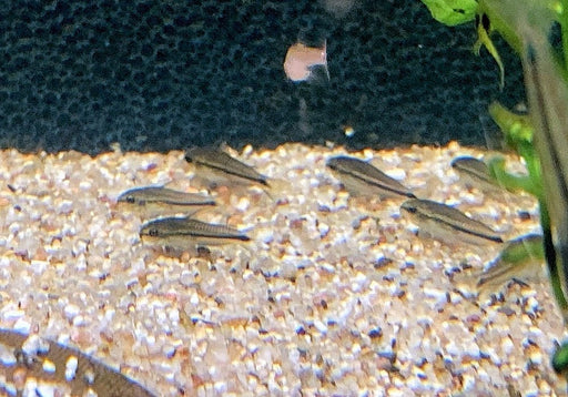Zwerg-Panzerwels - Corydoras pygmaeus aqua-teck