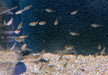 Zwerg-Panzerwels - Corydoras pygmaeus aqua-teck