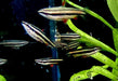 Zwergziersalmler - Nannostomus marginatus aqua-teck