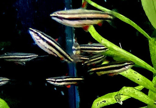 Zwergziersalmler - Nannostomus marginatus aqua-teck