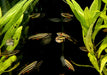 Zwergziersalmler - Nannostomus marginatus aqua-teck