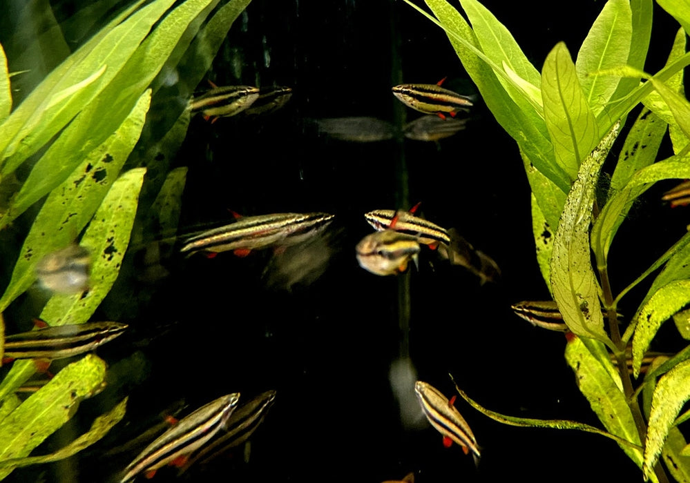 Zwergziersalmler - Nannostomus marginatus aqua-teck